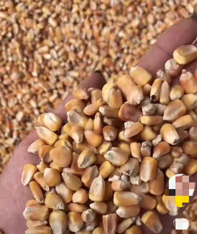 水泡粮调查结果公布 中储粮一次性储备玉米拍卖继续受市场欢迎